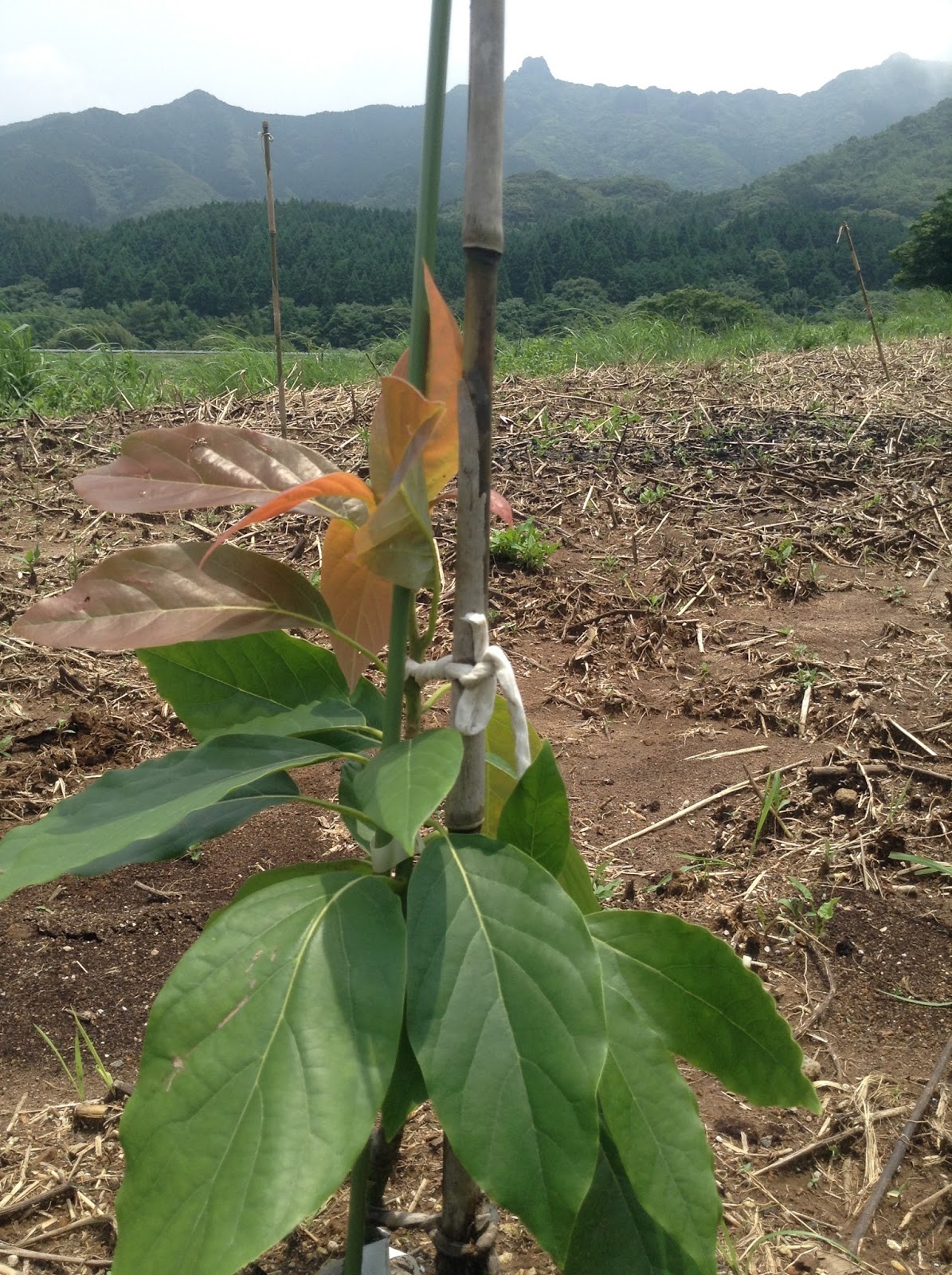 南薩日乗 アボカドを植えました が