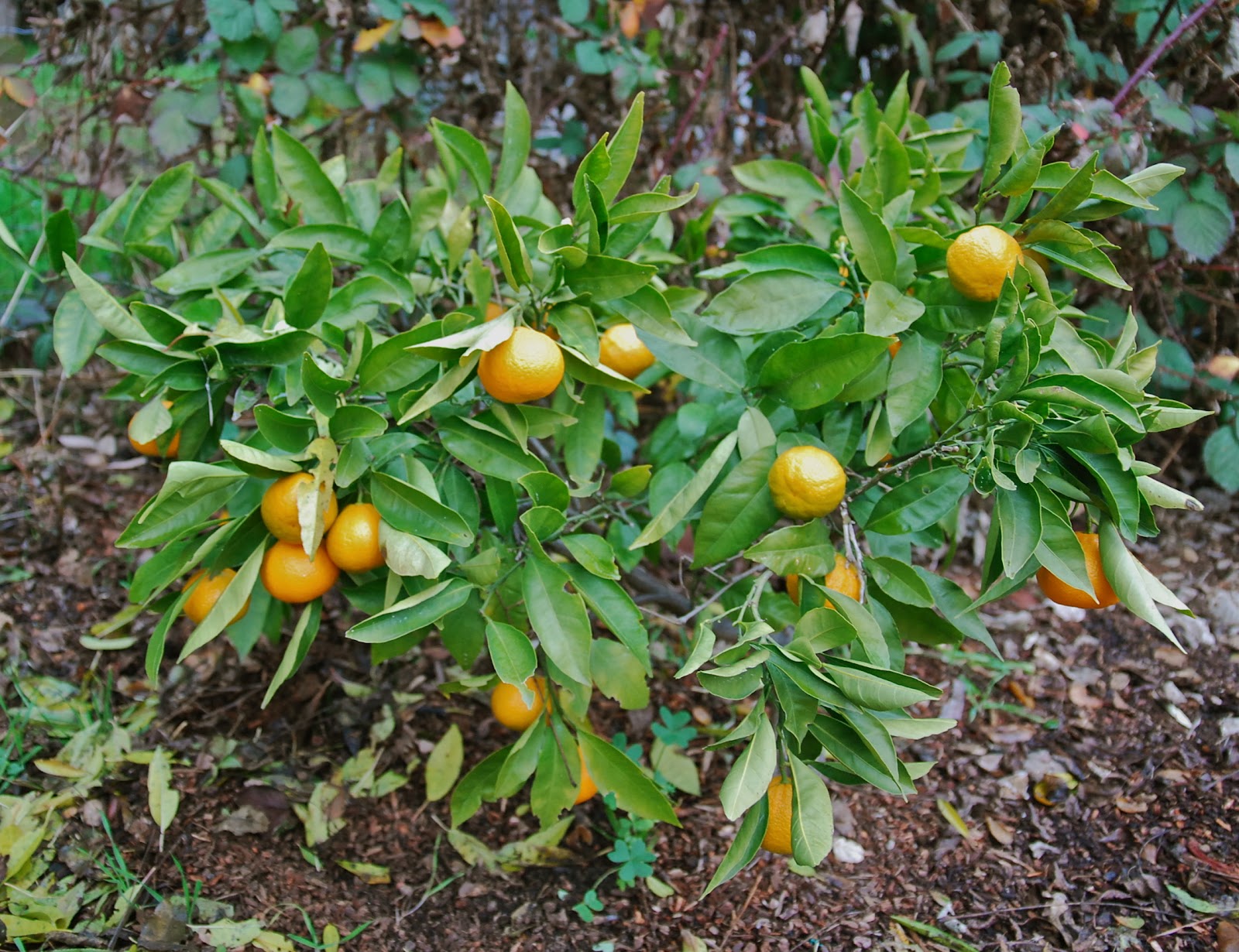 My Recession Kitchen...and garden Harvesting Satsuma Mandarins