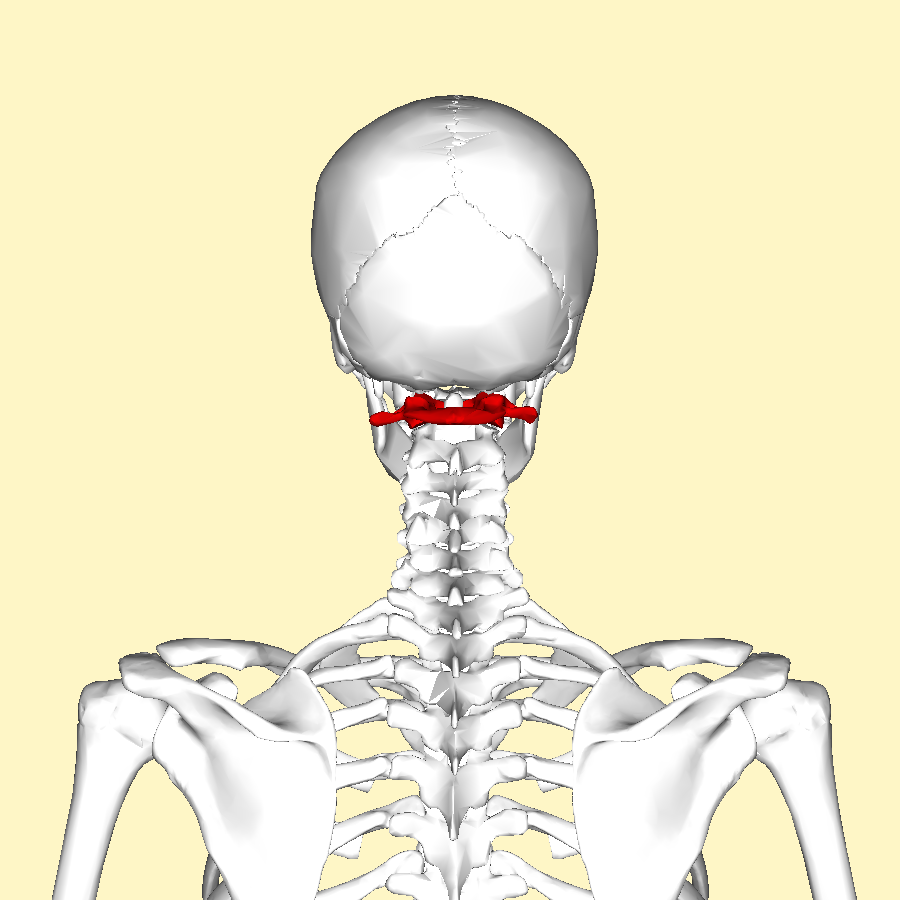Resultado de imagen de cóndilo occipital y primera dorsal