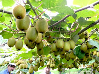 Kiwi Fruit Tree Kiwi Fruit Tree