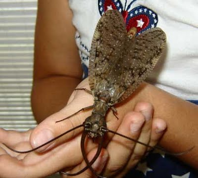 Male-Dobsonfly.jpg