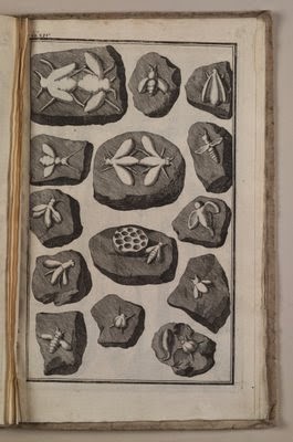 Fuente: http://bibliodyssey.blogspot.com.es/2006/08/fossil-fakes.html