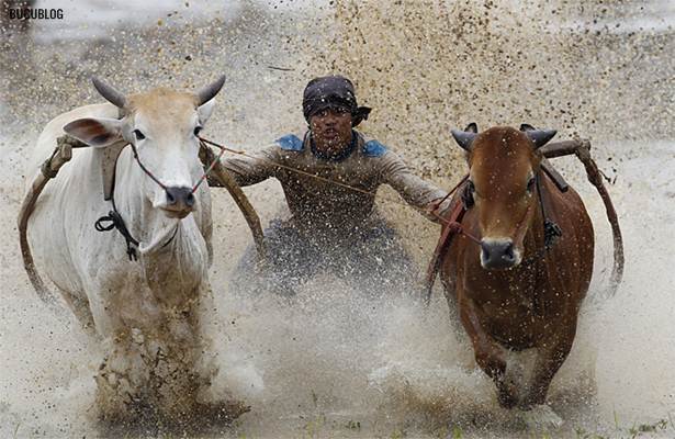 perlumbaan lumba lembu di sawah padi indonesia perlumbaan lumba lembu di sawah padi indonesia