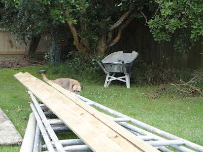 BODIE & MRS MAGOO: BORDER PROOF FENCE