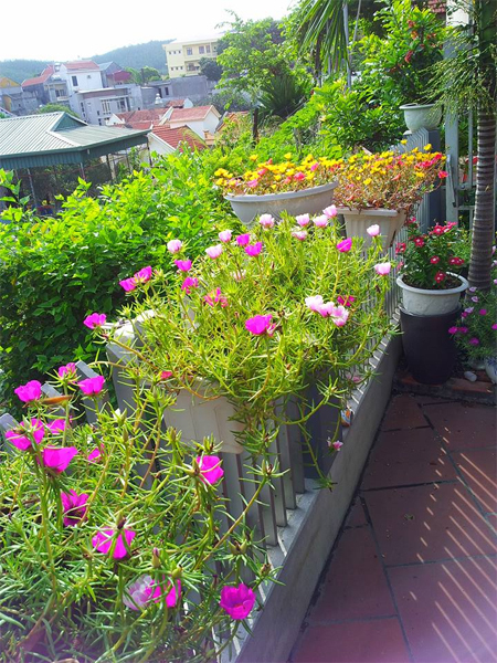 [Image: ngoi-nha-no-hoa-muoi-gio-dep-5.jpg]