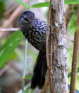 Dusky-Tailed Antbird Male, Drymophila malura