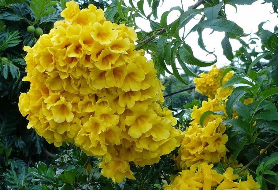 ipe de jardim altura: -amarelo-de-jardim, Ipê-mirim, Ipêzinho-de-jardim, Sinos-amarelos ipe de jardim altura: -amarelo-de-jardim, Ipê-mirim, Ipêzinho-de-jardim, Sinos-amarelos