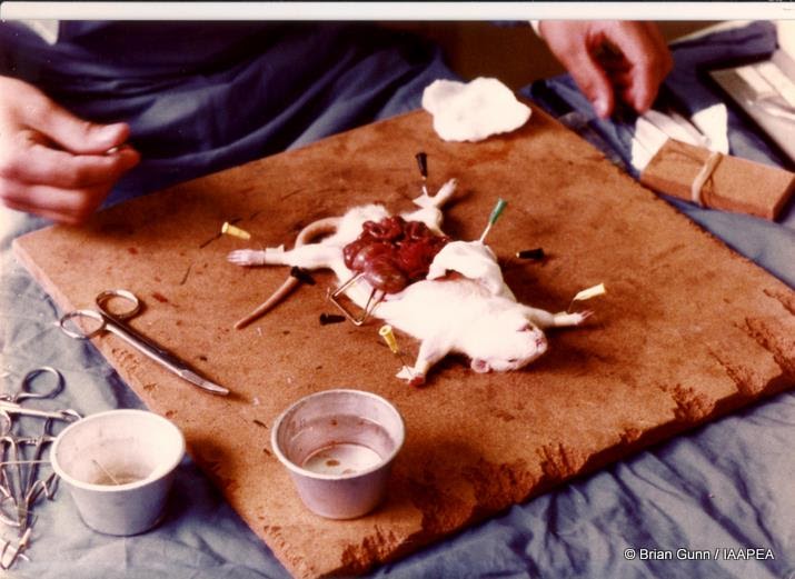I Hear Those Without A Voice: MICE & RATS treated as nothings.