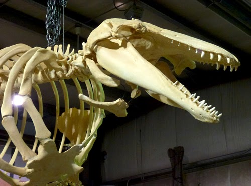 Robert S. Pohl : Beluga Whale Skeleton