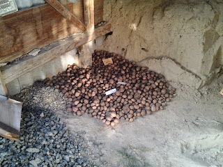 урожай картофеля скарбниця 2013
