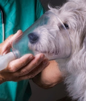 Dogs With Asthma Problem Dogs With Asthma Problem