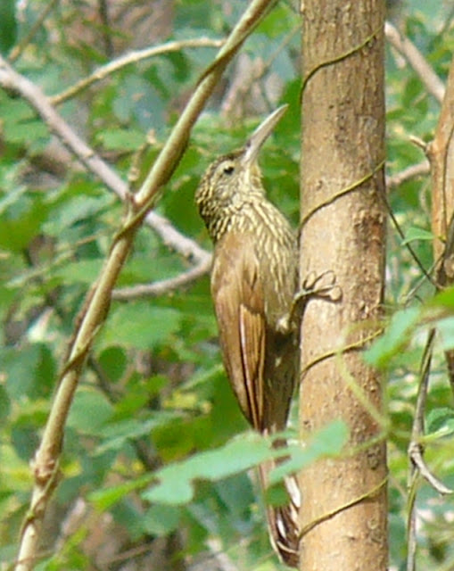 birds of Nicaragua