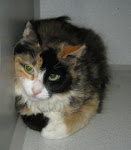 DOGS, CATS, KITTENS OUT OF TIME. Many at shelter due to Irresponsible Owners. JASPAR CTY INDIANA