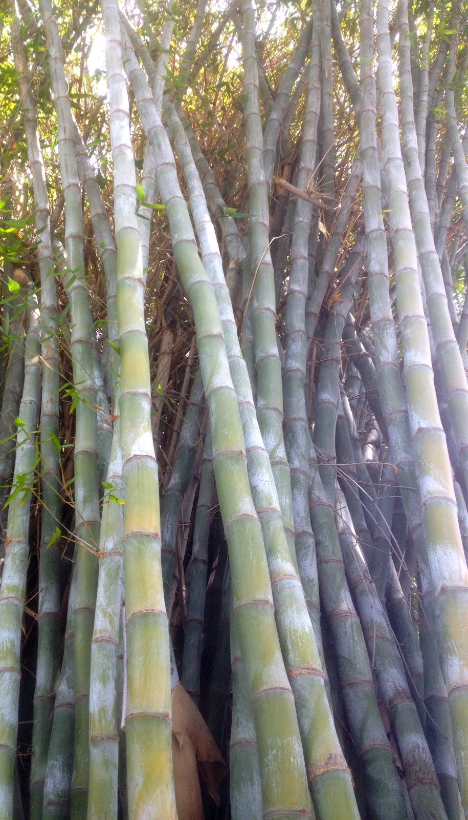 Bamboo Living Fence