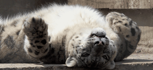 Amazing Creatures: Funny animal gifs - part 156 (10 gifs)