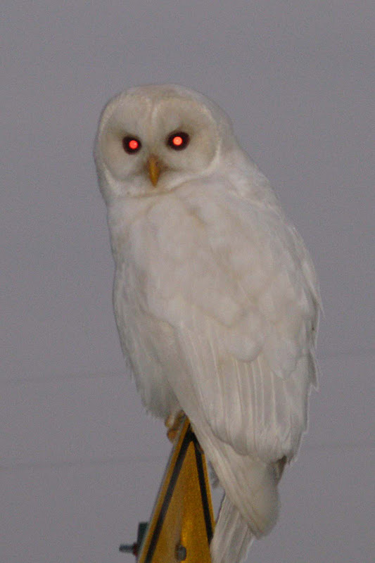 Adventures With Mel & Syd: Albino Barred Owl