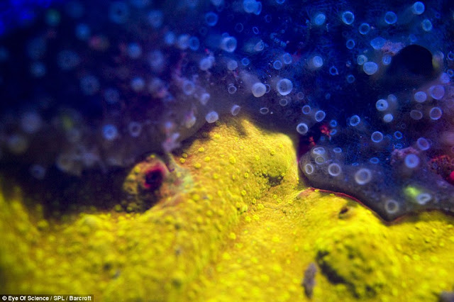 صور ولا أروع من أعماق البحر الأحمر Fluorescent+lights+07