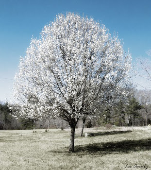 Sharon's Neighborhood - An Artistic View