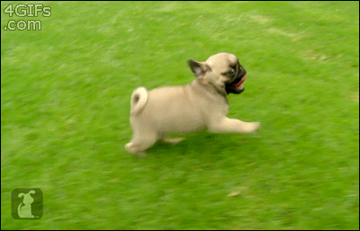 6.+Puppies+are+Running.gif