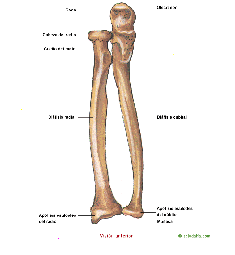 FEMUR CORTO FOTO IMAGEN femur corto foto imagen: