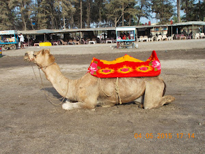 A camel waiting for riders at Jampure beach.