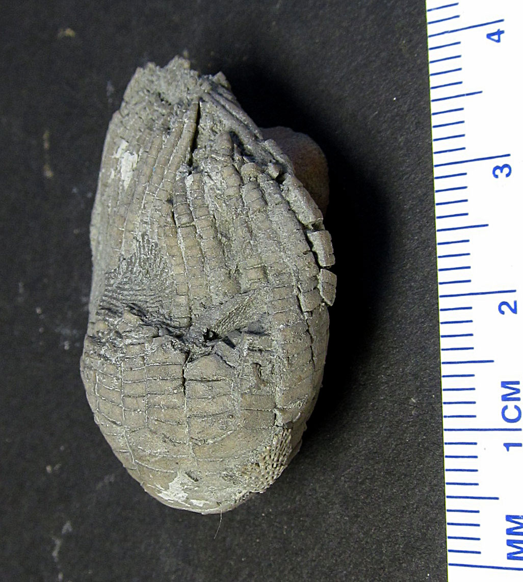 Louisville Fossils and Beyond Zeacrinites wortheni Crinoid Calyx