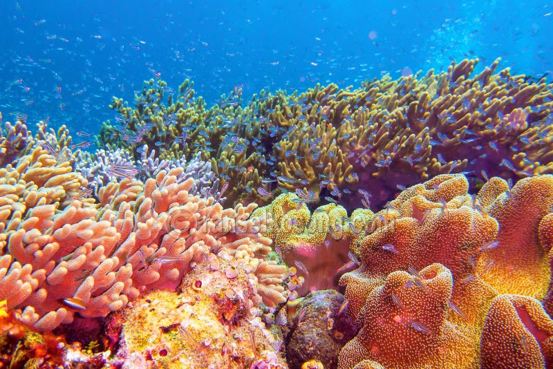 Raja Ampat, West Papua, Wayag, Waisai, Waigeo, Dive Spot, Misool, Raja Ampat Dive Spot, Manta Point, Dive in Raja Ampat, West Papua, Coral, World Coral Triangle, Segitiga Karang Dunia, Kalabia, Wobbegong, Schooling Fish, Reef Manta, Mike's Point, Blue Corner, Kuburan Reef, Misool Resort, Place to Sleep in Raja Ampat, Raja Ampat Explorer, backpacking to Raja Ampat, Festival Raja Ampat, stock photo; culture stock photo; indonesia stock photo; indonesia photo; foto wisata; daerah wisata indonesia; tourism indonesia; amazing place indonesia; place to visit in indonesia; travel photographer; assignment for photographer; culture photo of indonesia