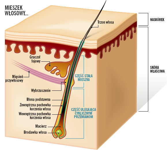 Włosomaniaczka Budowa włosa cz.1