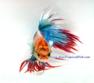 International Ornamental Fish Exporter - Betta Fish