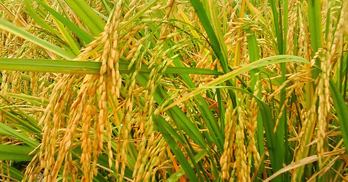 Gambar tanaman padi