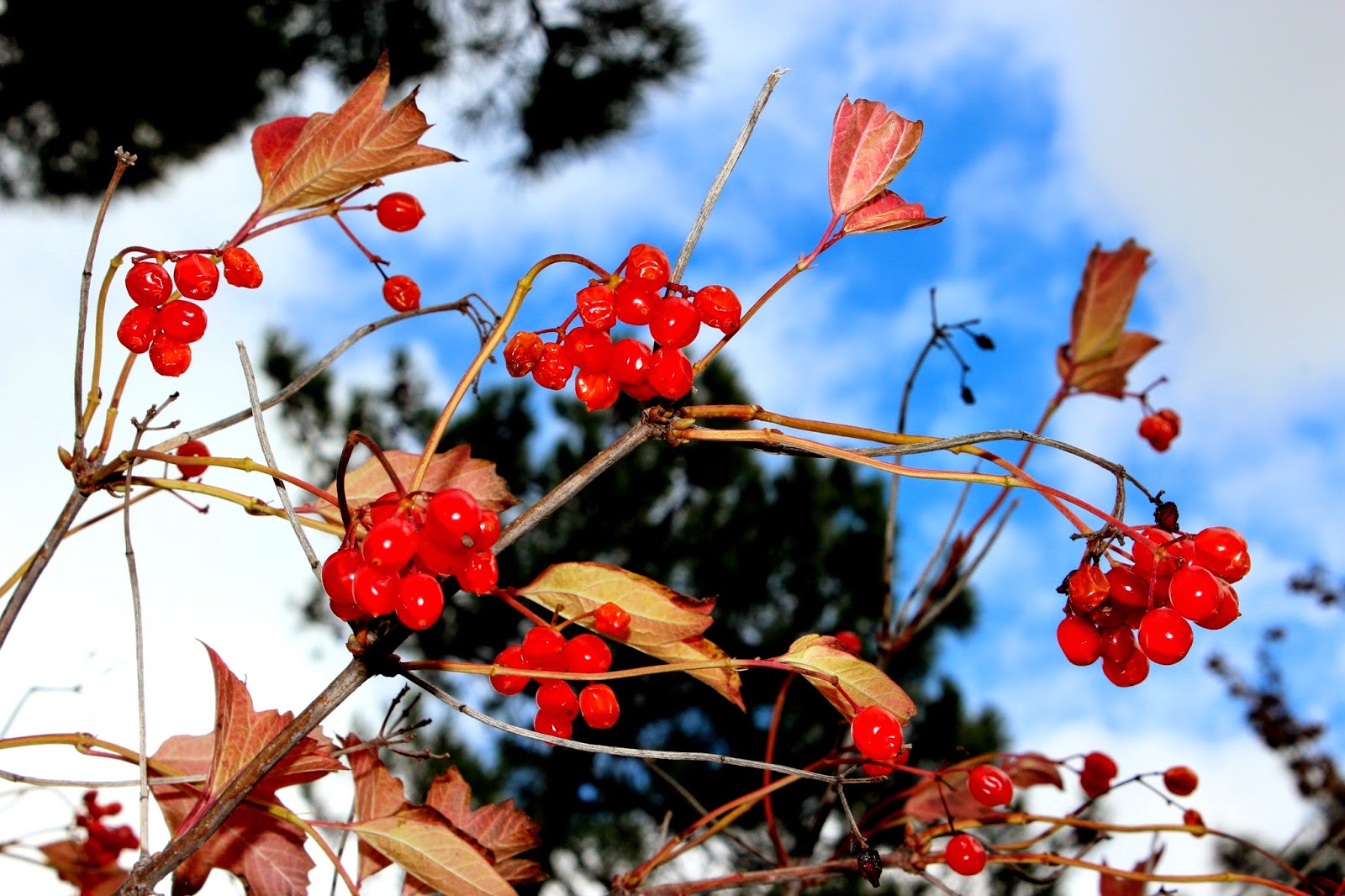 Frutos de otoño en el Arboreto de Luis Ceballos