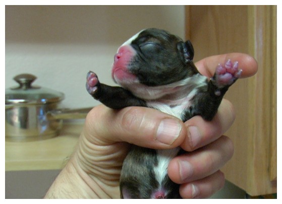 Boston Terrier Pictures Boston Terriers
