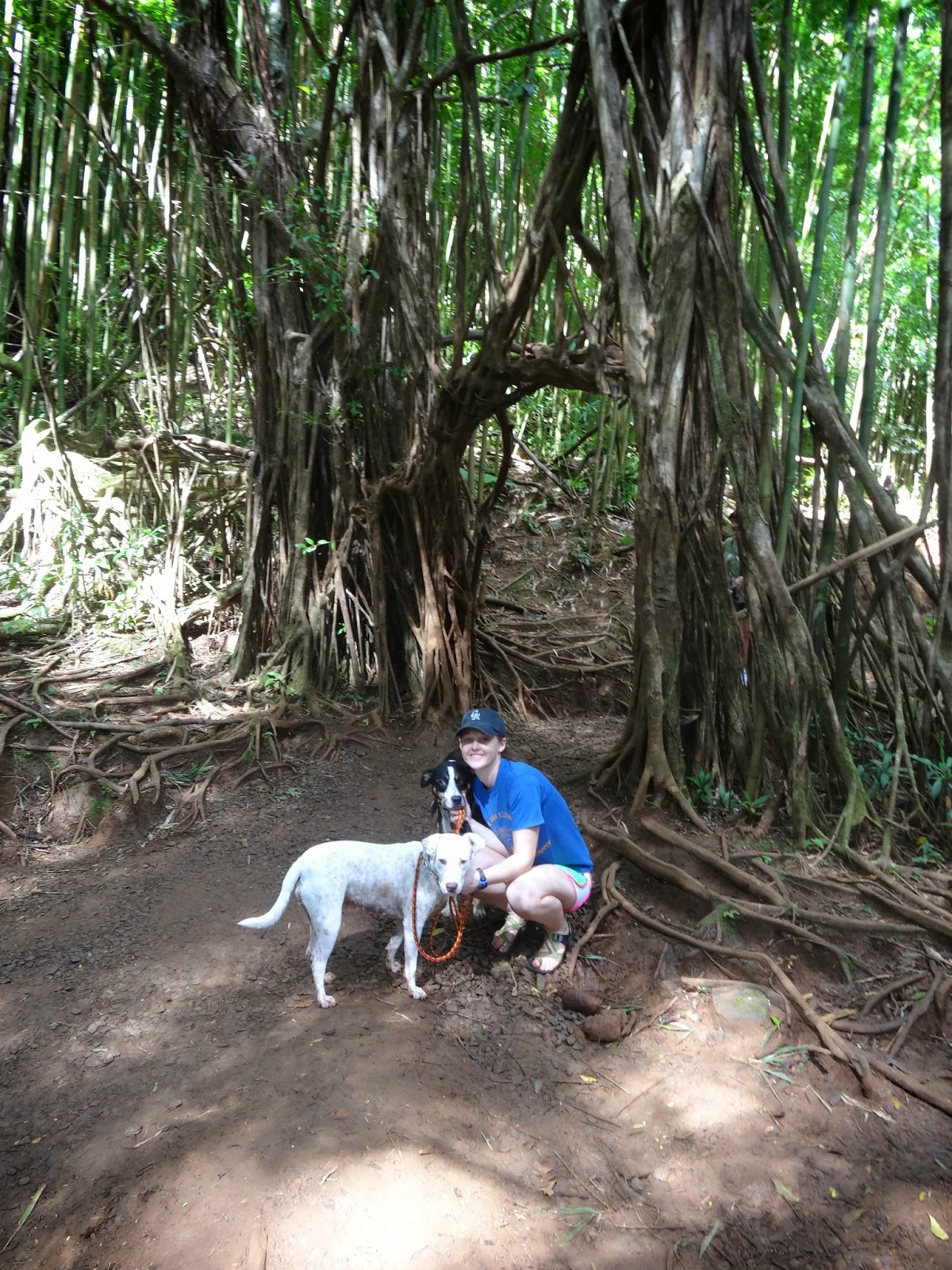 Oahu Dog Adventures Moana Falls Hike