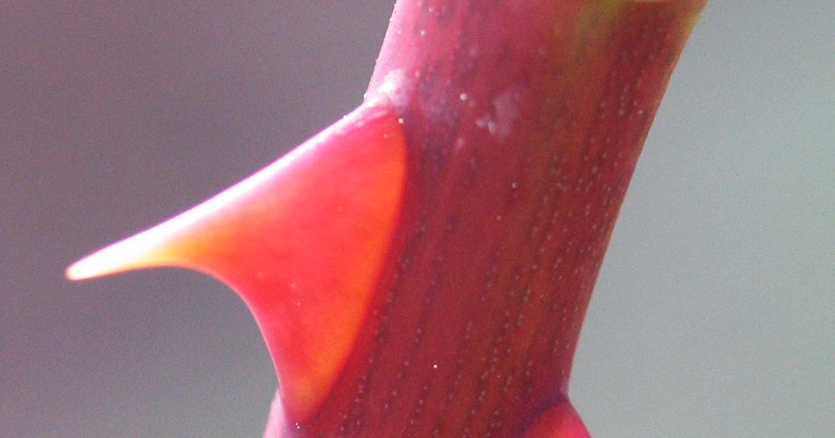 berry