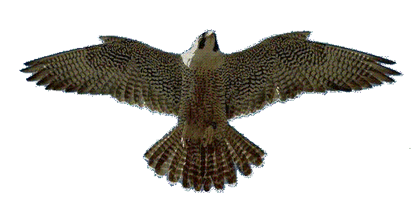 falcon.gif