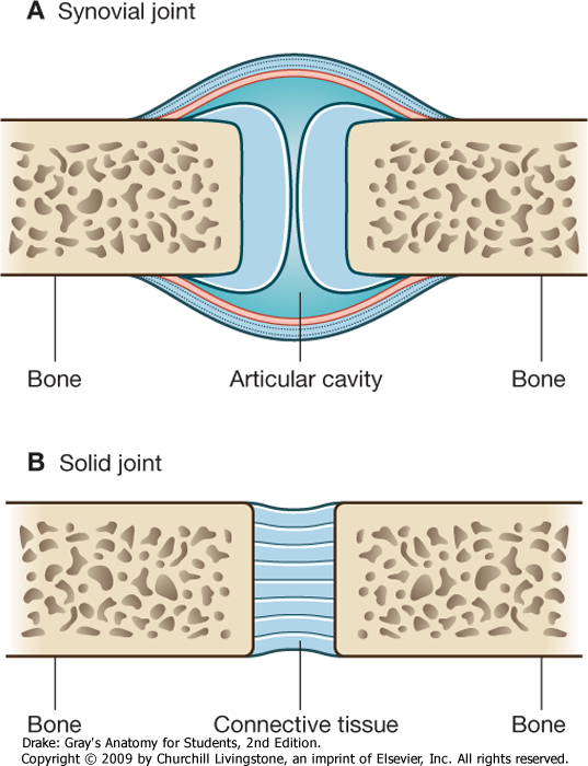 Body System: Joints Biology Diagrams