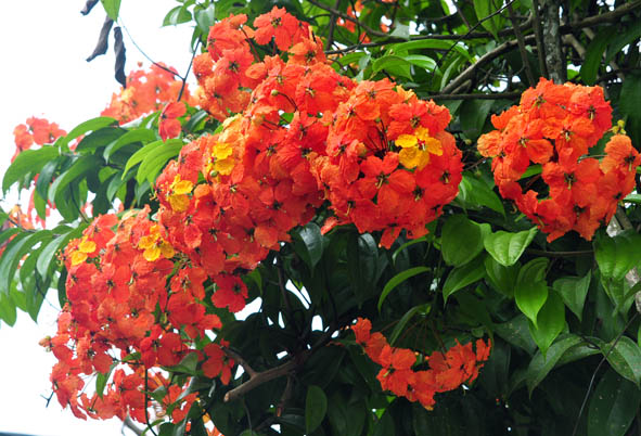 Allamanda Shrub Flowers Stock Photos Allamanda Shrub Flowers