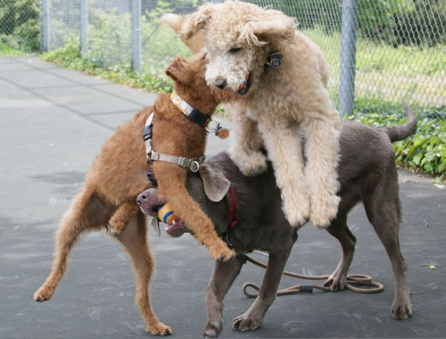 Best Designer Dogs For Families Best Designer Dogs For Families