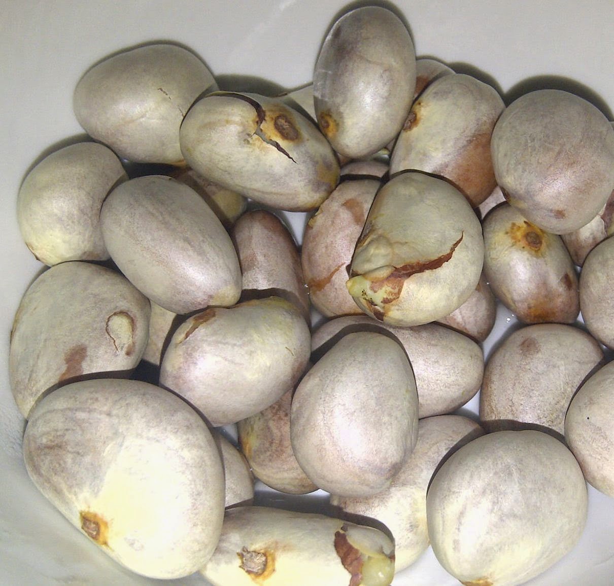 oil from jackfruit seeds Instructions jackfruit rinse the jackfruit seeds, and be sure to get rid of any fruit scraps place the seeds to a pot with about 1″ of water over them seeds. oil from jackfruit seeds Instructions jackfruit rinse the jackfruit seeds, and be sure to get rid of any fruit scraps place the seeds to a pot with about 1″ of water over them seeds.