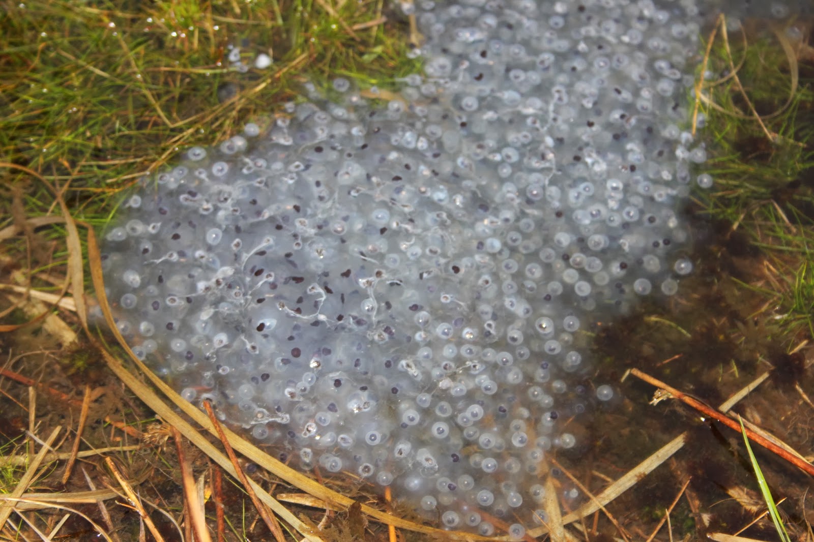 3 Valleys Birding: My First Frog Spawn of 2014
