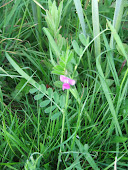 Common Vetch