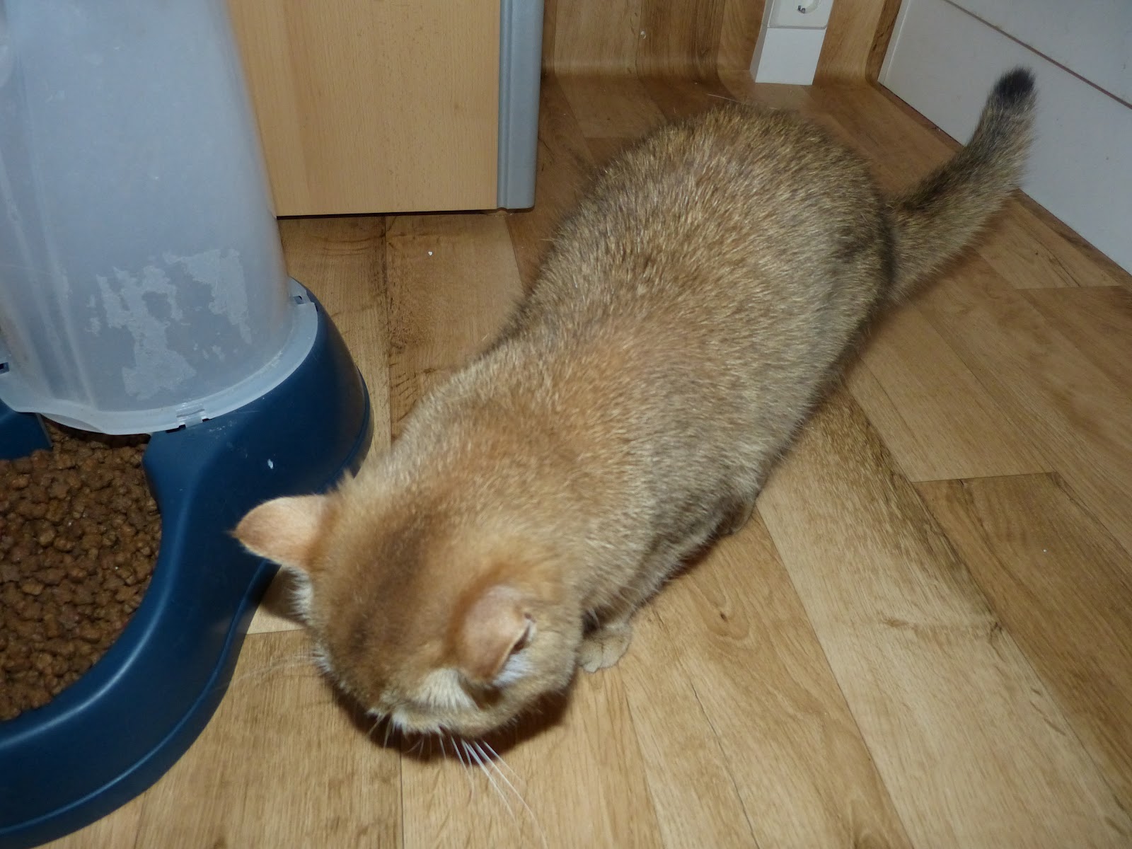 Britisch Kurzhaar Kitten BKH golden tabby ticked / golden shaded