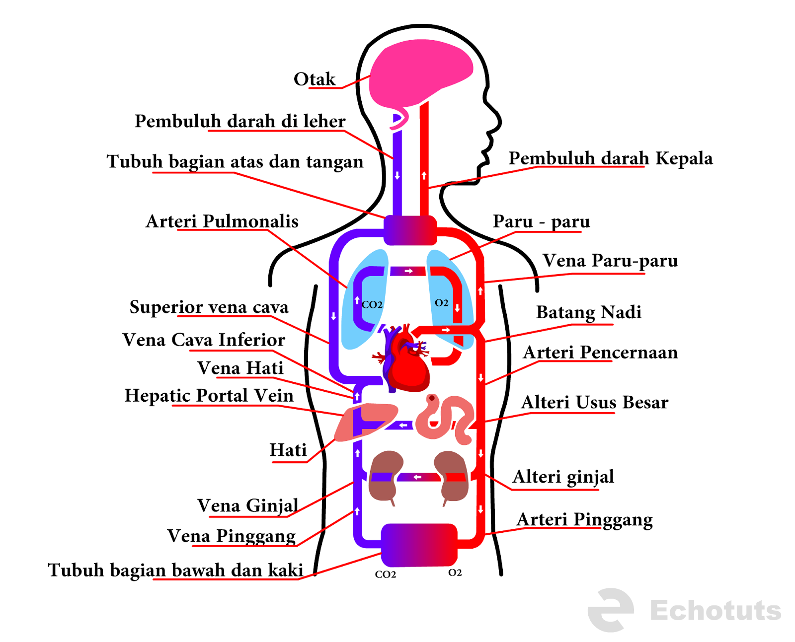 Tubuh Manusia Menghadapi Batasan Gerak dan Fungsi
