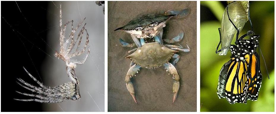 quels sont les animaux qui muent