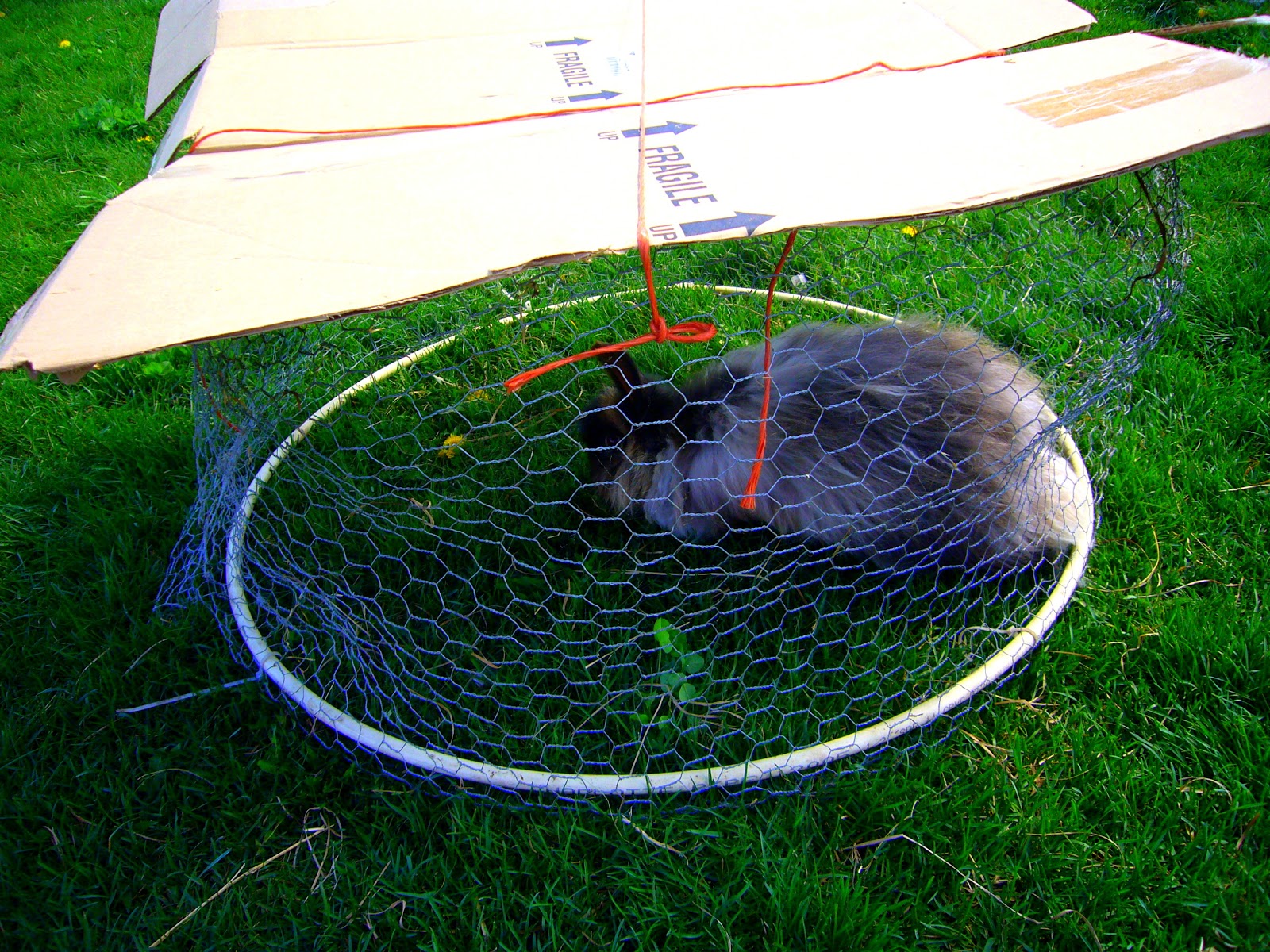 Simply A Farm Girl Rabbit Tractor