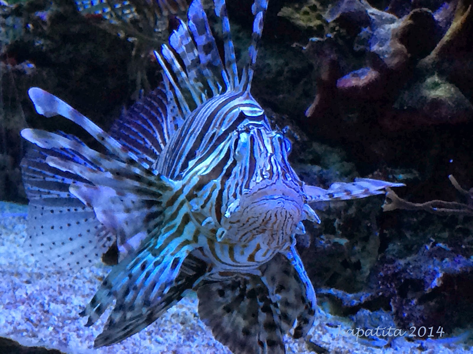 rencontres sauvages aquarium porte dorée