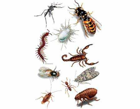 INSECTOS COM insectos com: