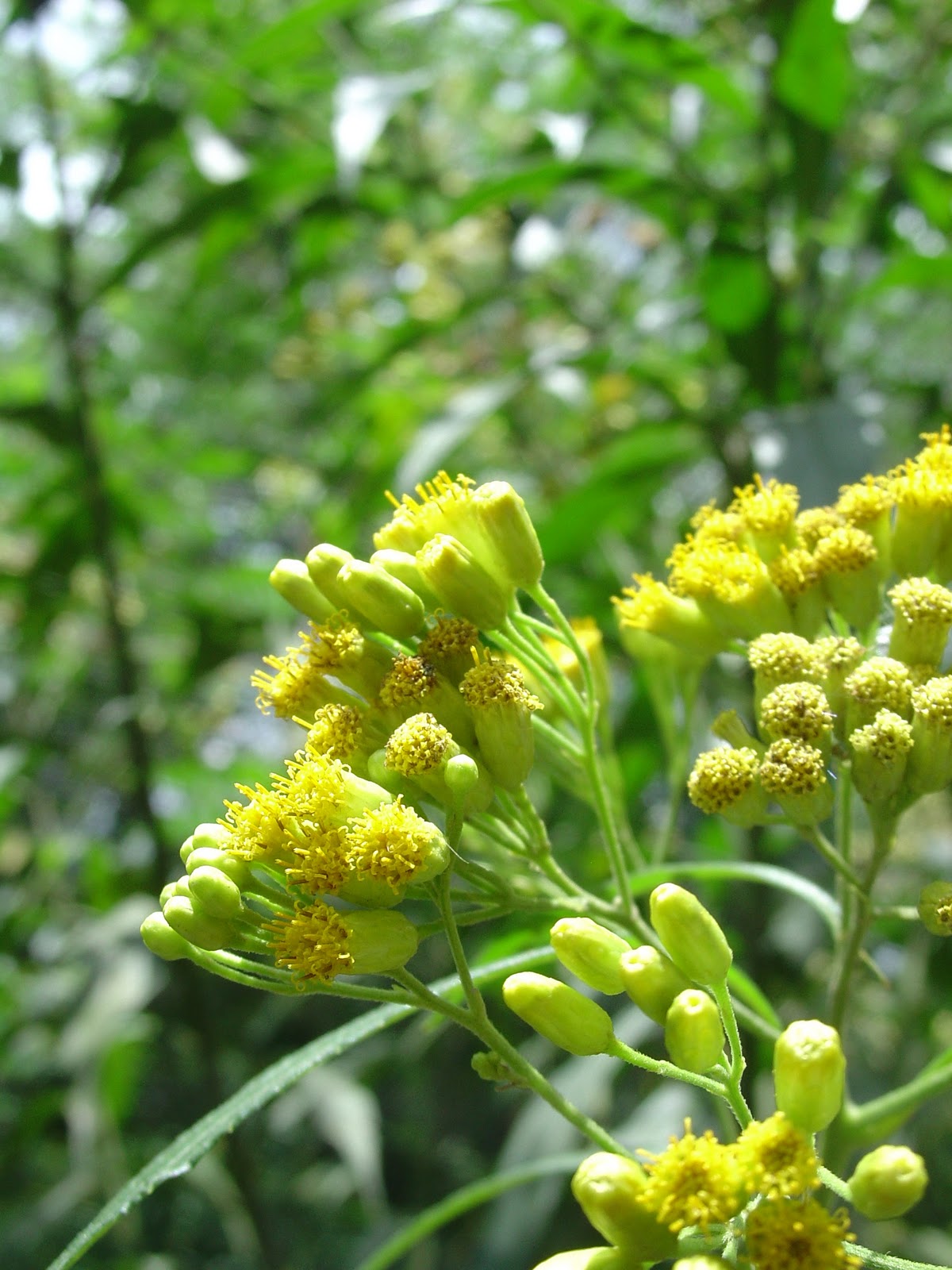 Medicinal Plants at Pura Vida Spa & Yoga Retreat Jackass Bitters