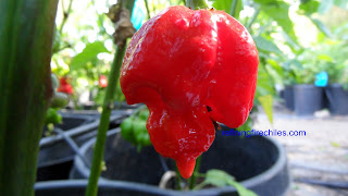 Scorpion Butch T seeds, Trinidad Scorpion seeds