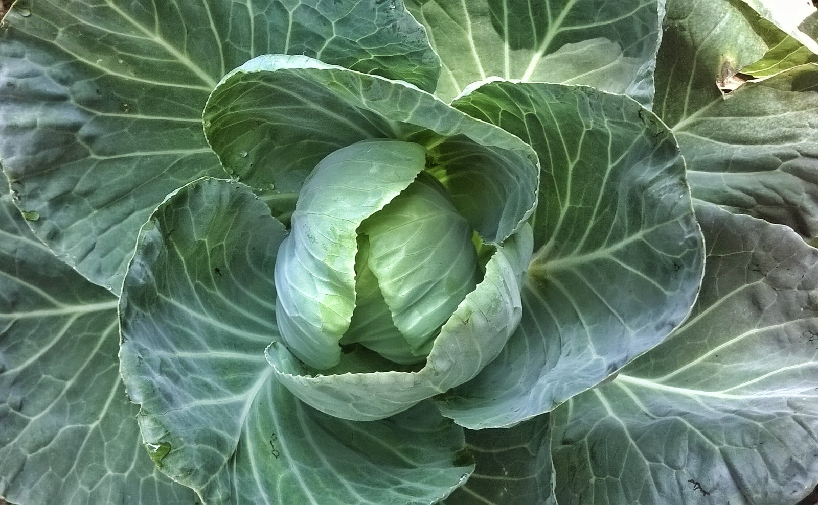 Cabbage (Patra Kobi); Compositions, Medicinal Uses, Contraindications.